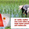 CÁ NHÂN KHÔNG TRỰC TIẾP SẢN XUẤT NÔNG NGHIỆP VẪN ĐƯỢC NHẬN CHUYỂN NHƯỢNG ĐẤT TRỒNG LÚA