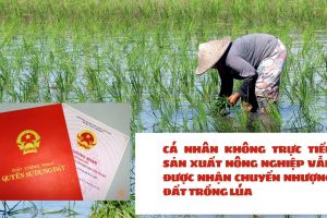 CÁ NHÂN KHÔNG TRỰC TIẾP SẢN XUẤT NÔNG NGHIỆP VẪN ĐƯỢC NHẬN CHUYỂN NHƯỢNG ĐẤT TRỒNG LÚA