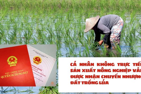 CÁ NHÂN KHÔNG TRỰC TIẾP SẢN XUẤT NÔNG NGHIỆP VẪN ĐƯỢC NHẬN CHUYỂN NHƯỢNG ĐẤT TRỒNG LÚA