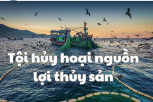 TỘI HUỶ HẠI NGUỒN LỢI THUỶ SẢN